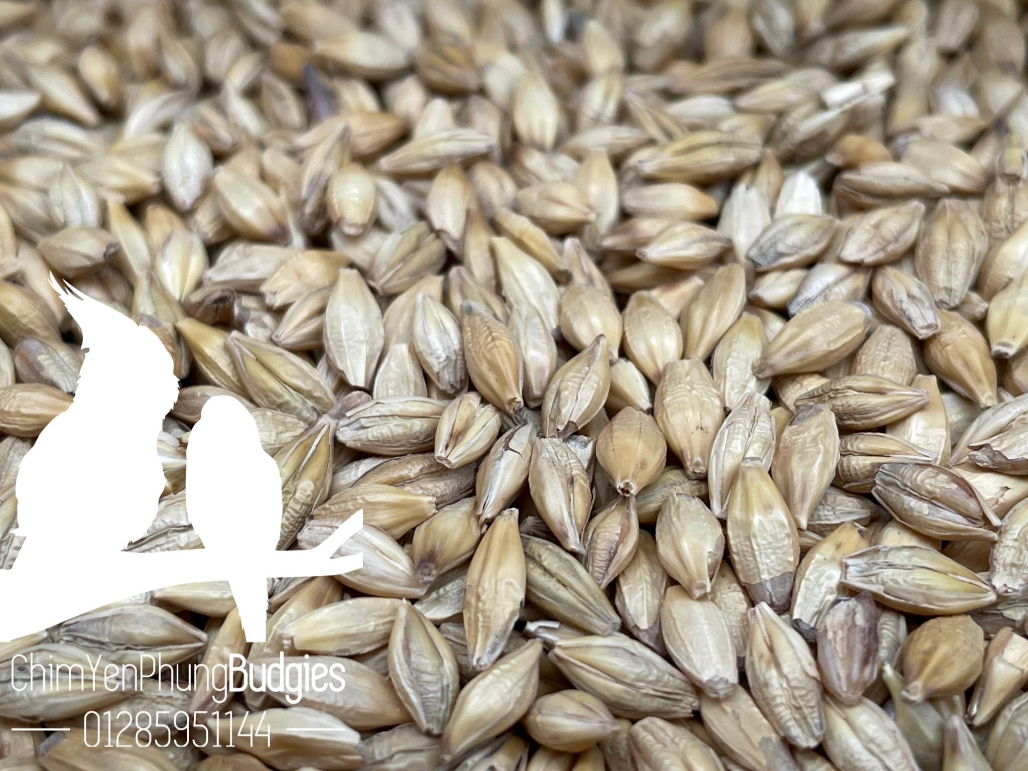 1kg hạt đại mạch (Barley Seed/Raw Barley) đa công dụng.