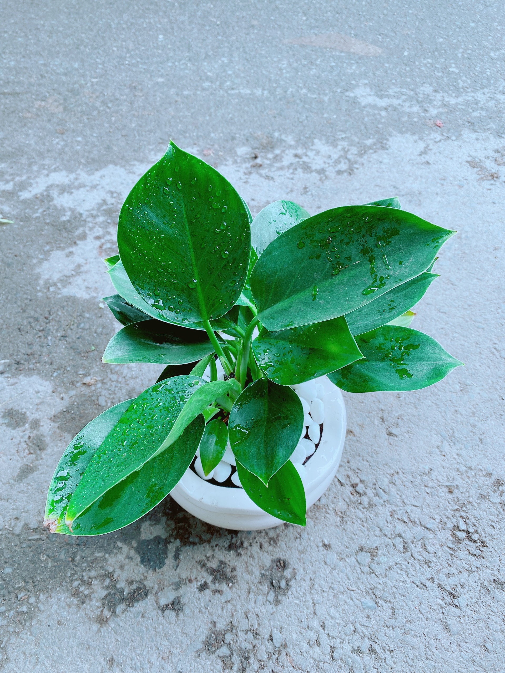 Chậu Trầu Bà Đế Vương