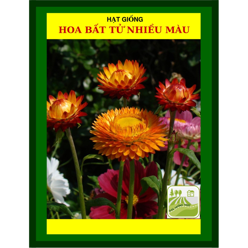 Hạt Giống Hoa Bất Tử Nhiều Màu 20 Hạt