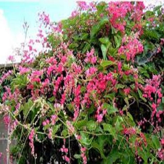 Cây hoa tigon hoa của tình yêu