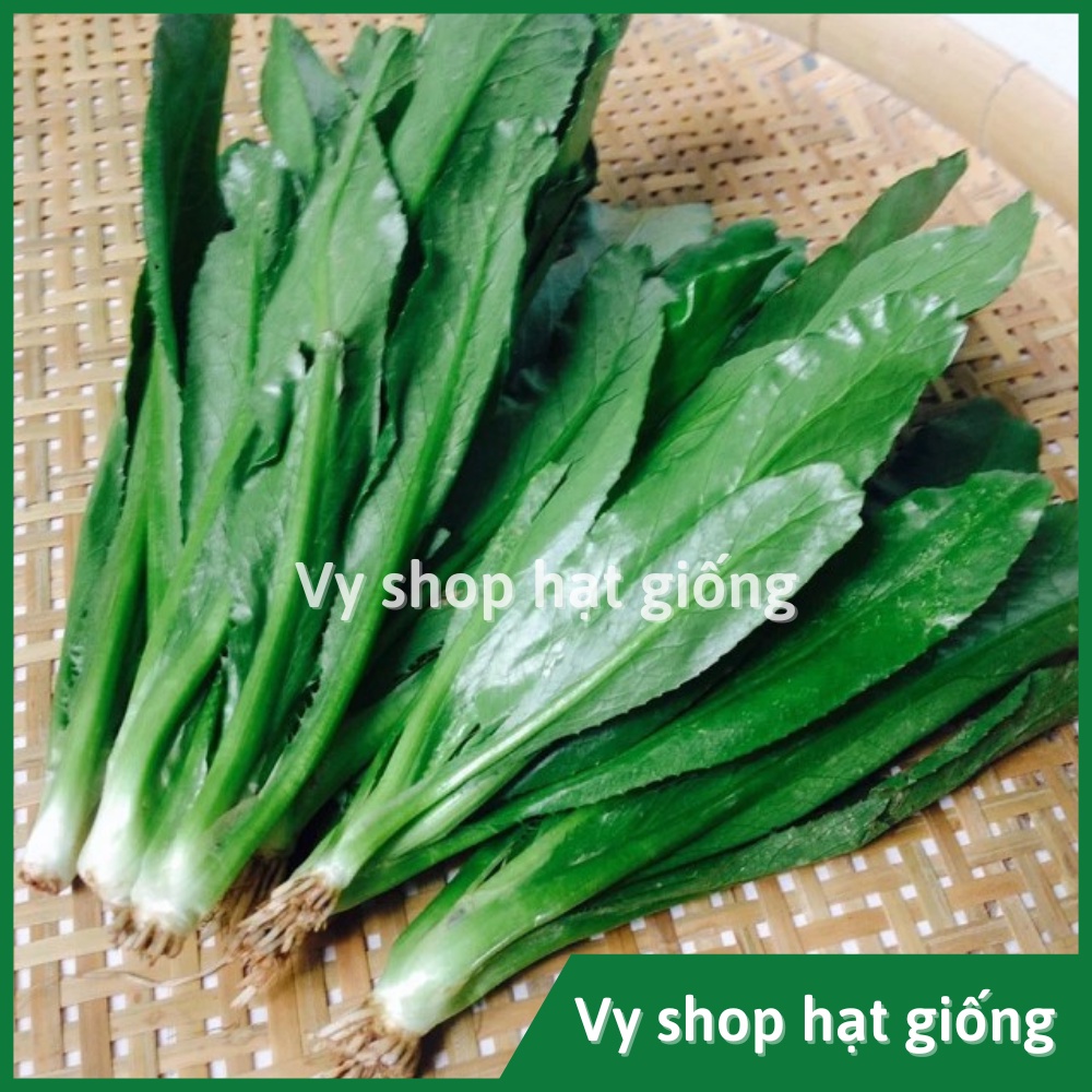Hạt giống rau mùi tầu (ngò gai) Thái Lan gói 2000 hạt