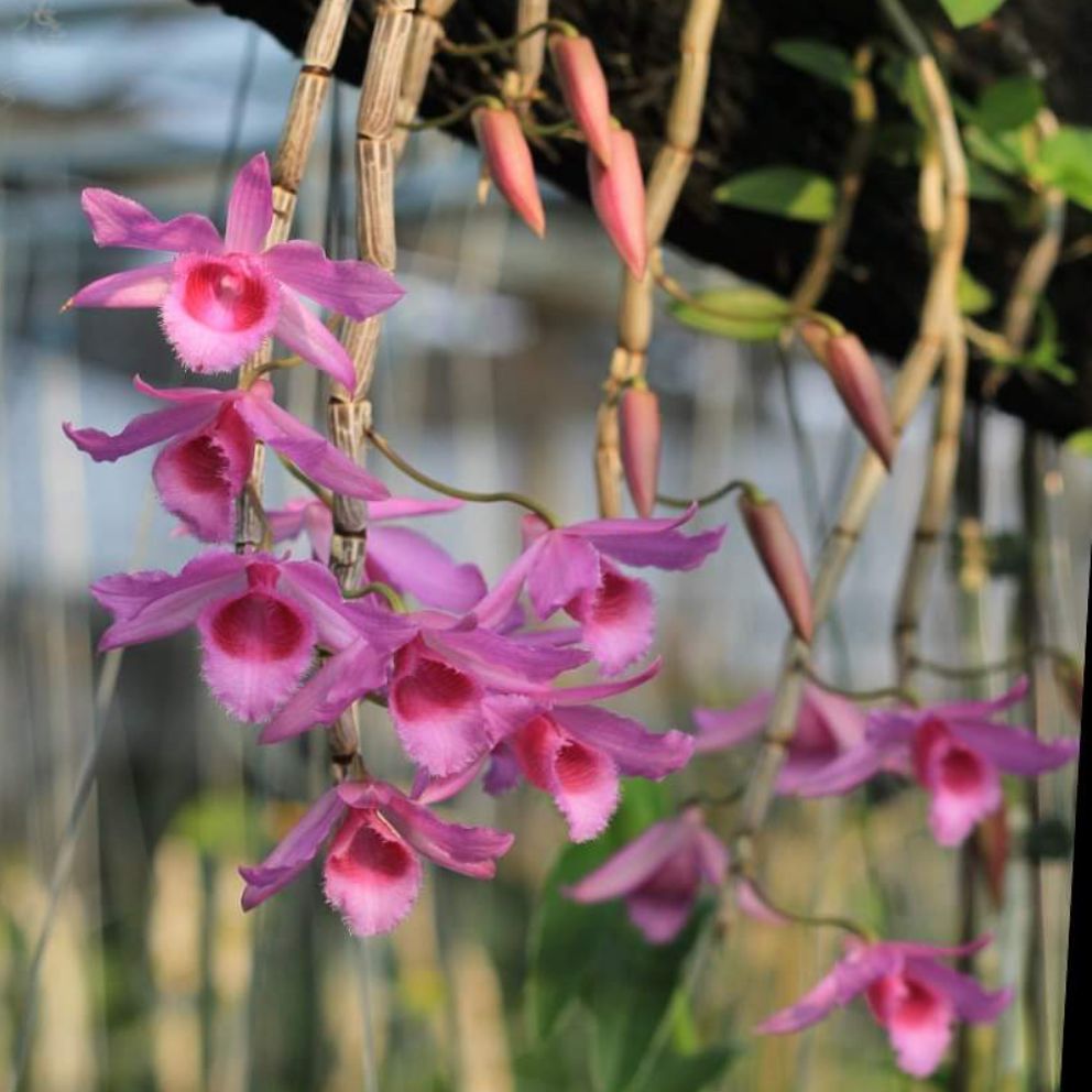 3 Kie Lan Giả hạc hoa hồng đỏ