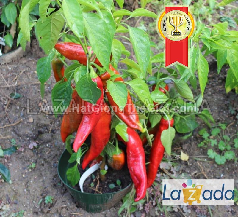 5GR 650.HẠT Hạt Giống Ớt Ngọt Sừng Đỏ 20cm (| C2*W43)