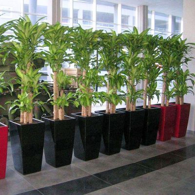 CHẬU Cây thiết mộc lan ghép