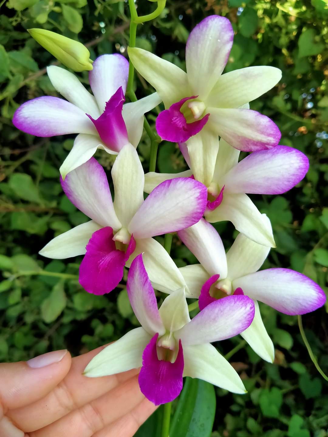 HOA LAN DENRO HỒNG LAM