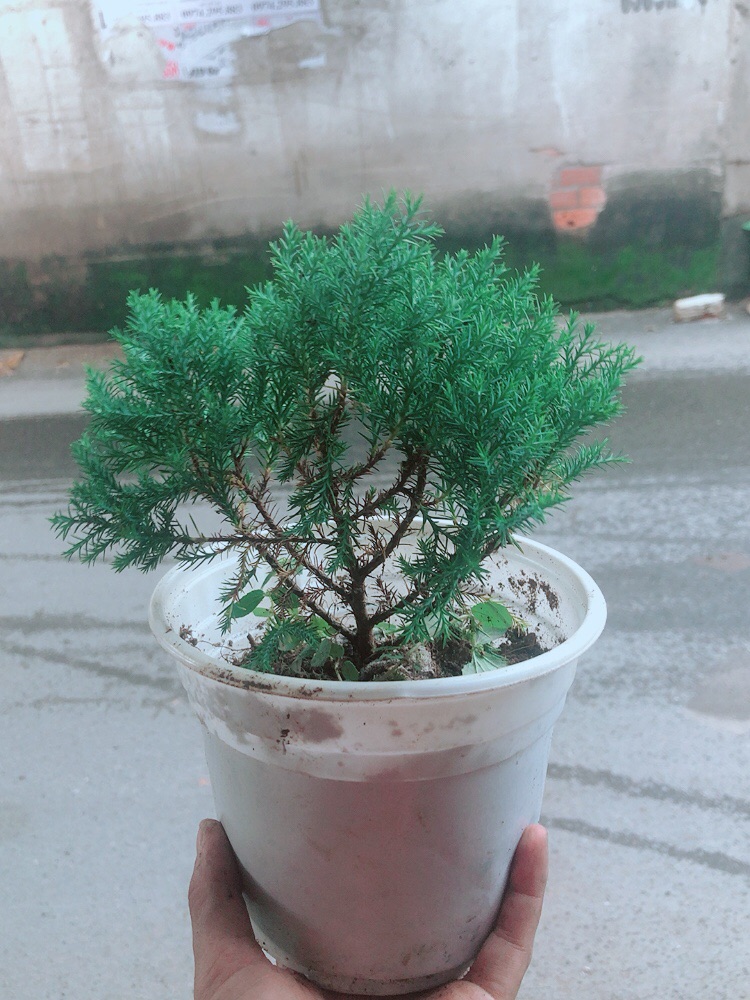 Tùng Bồng Lai