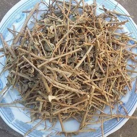 1kg cà gai leo cây