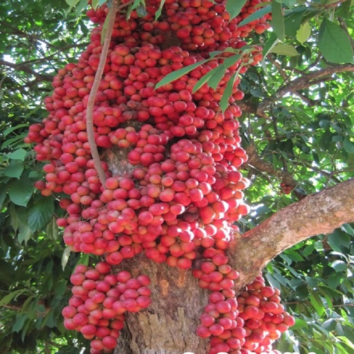 CÂY GIỐNG DÂU DA ĐẤT SIÊU QUẢ SIÊU NĂNG SUẤT- CAM KÊT GIỐNG CHUẨN F1