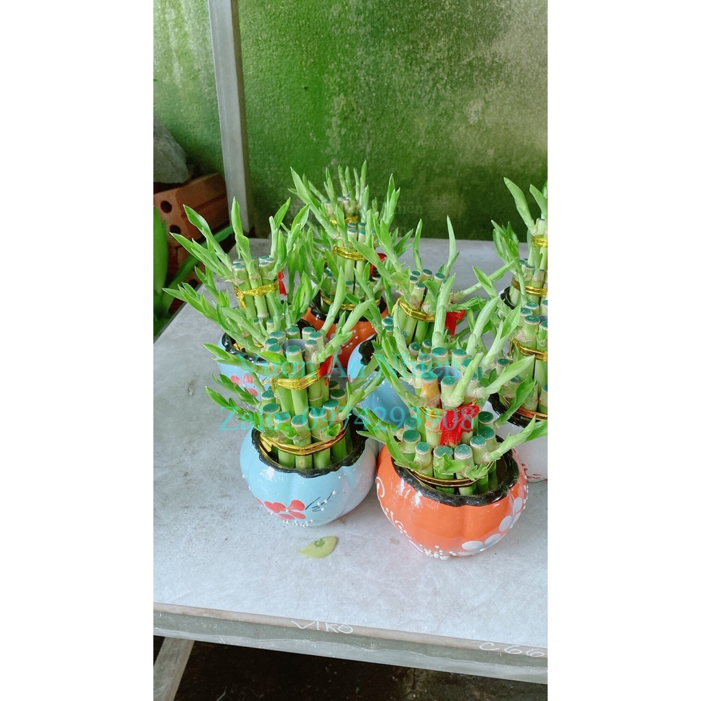 Chậu Cây Trúc Phát Tài