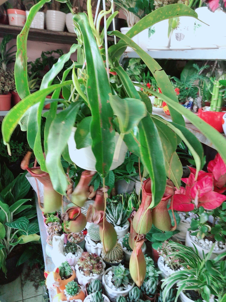 Chậu Cây Nắp Ấm