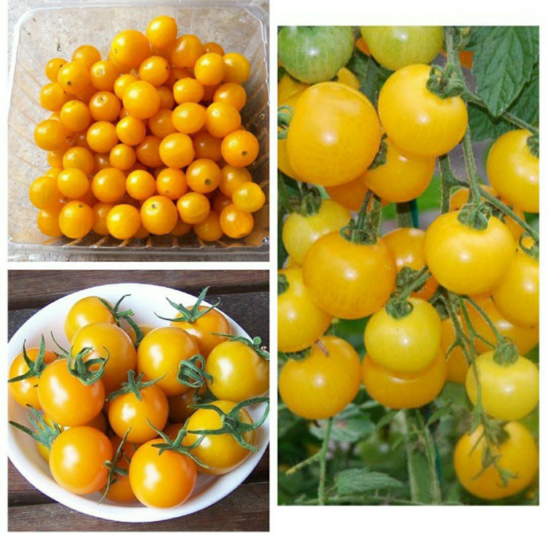 hạt giống cà chua bi vàng F1 - gói 0,1gram.