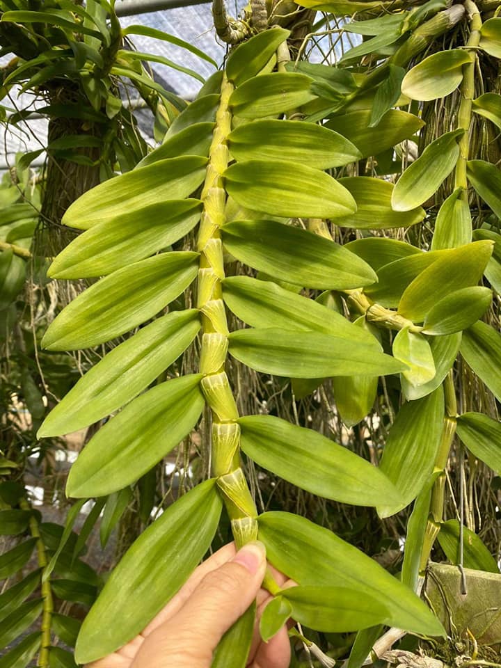 Hoa phong lan trầm tím -hàng thái( bảng gỗ 3-4 thân 1 bảng)