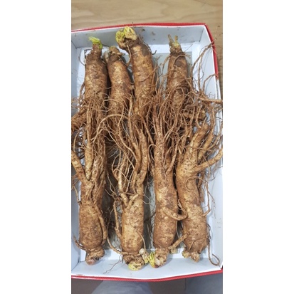 Nhân sâm tươi size sâm 8 củ/kg Hàn Quốc ,Sâm tươi hàn quốc