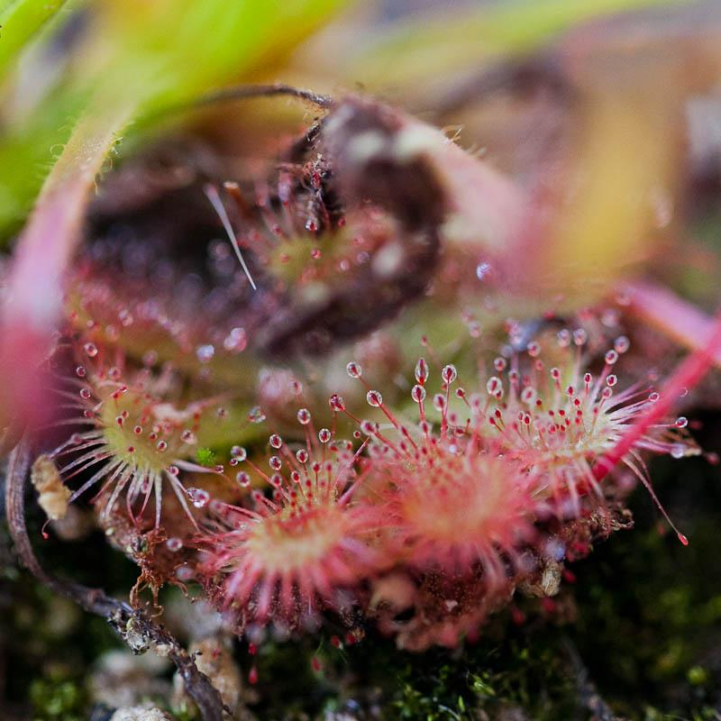 Sundew Seeds - Sale Off