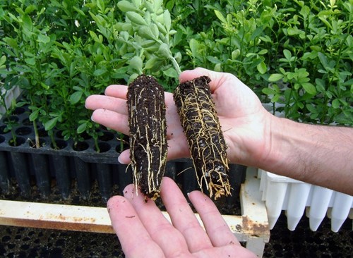 Phân bón nấm rễ cộng sinh - kích thích ra rễ