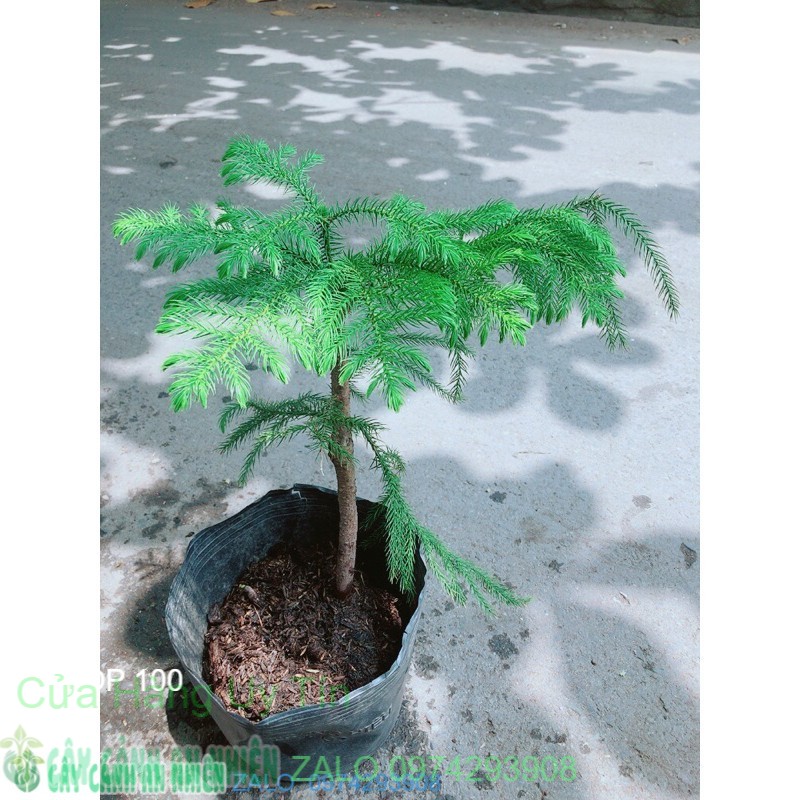 [HCM]Cây Tùng Bồng Lai