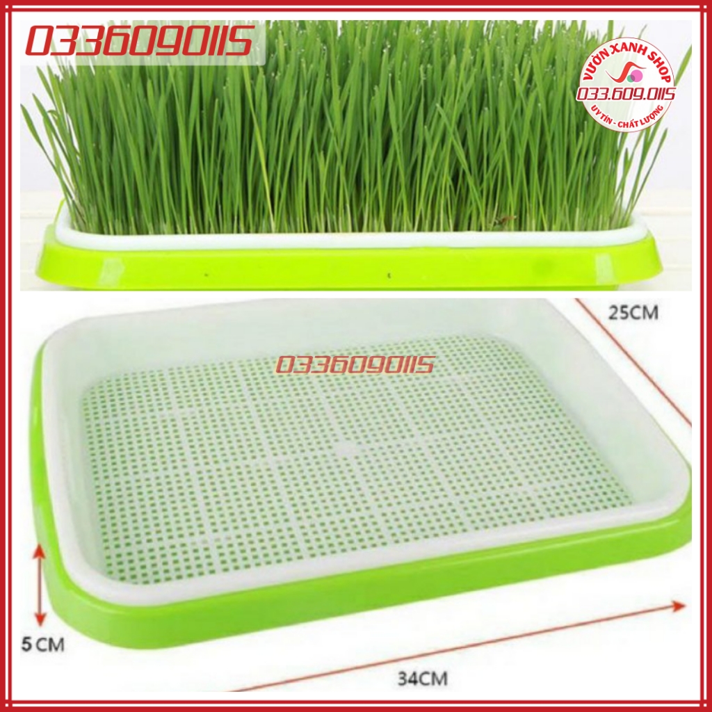 Set 5 khay nhựa trồng rau mầm thủy canh và 1kg hạt giống mầm lúa mạch ép nước