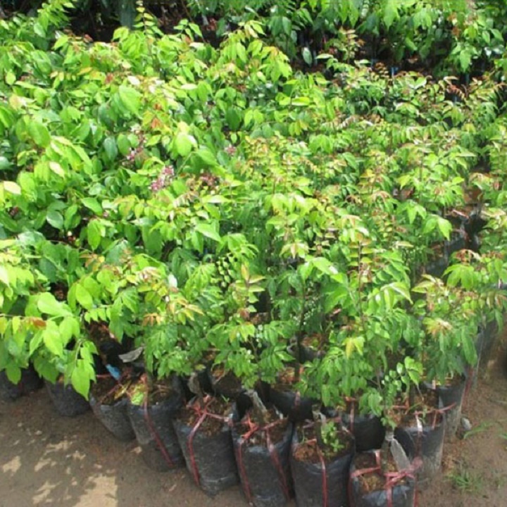 CÂY GIỐNG CÂY KHẾ CHUA, QUẢ SỚM, SIÊU QUẢ