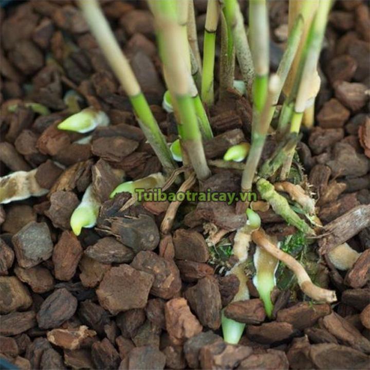 Vỏ thông trồng lan đã xử lý size 1x2cm