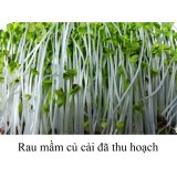 [HCM]Máy làm giá đỗ và rau mầm điện tử