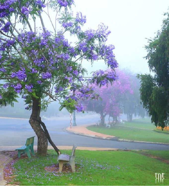 "Gói 5 "Hạt giống hoa phượng vĩ tím [Seeds]