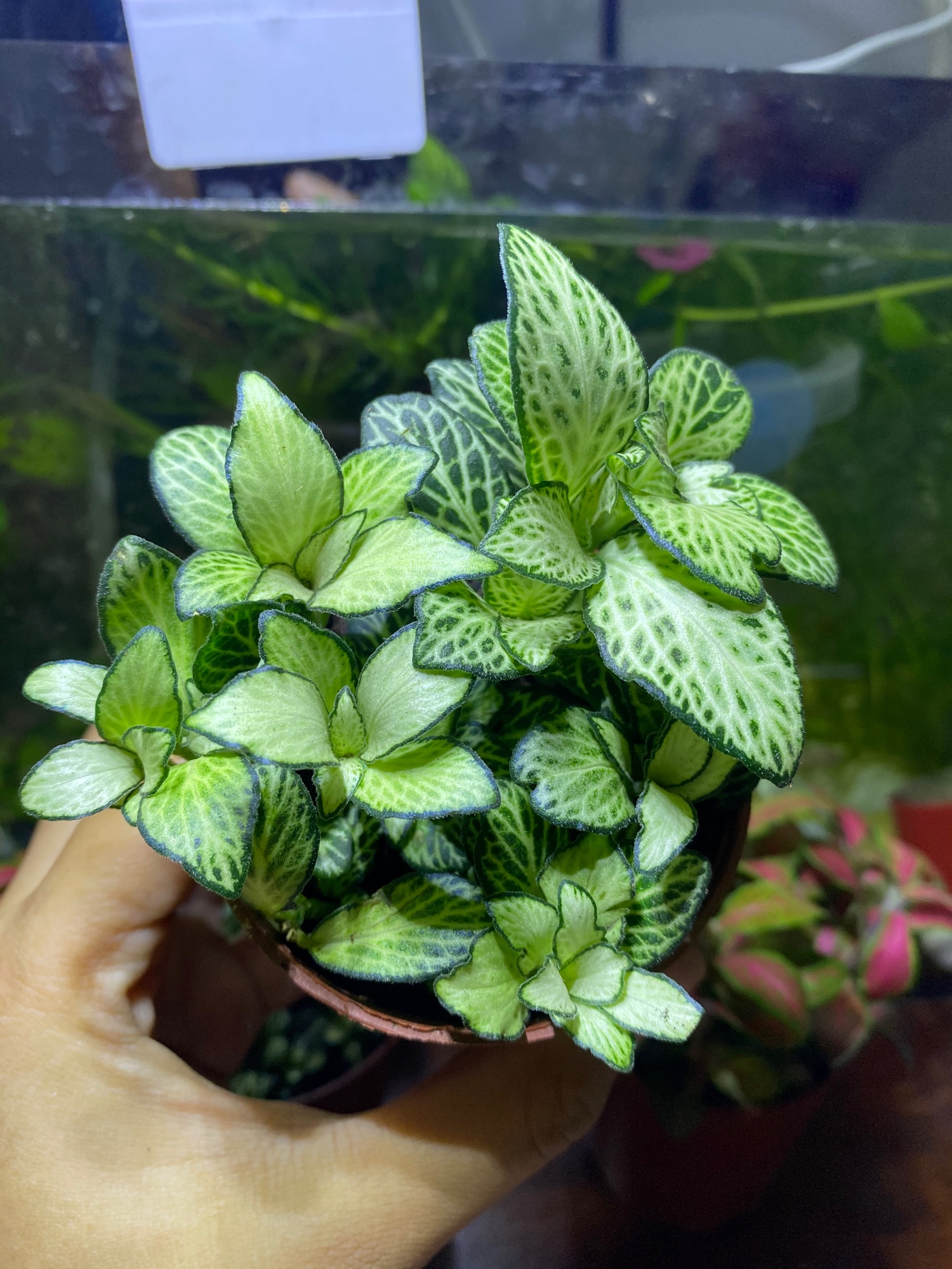 LÁ MAY MẮN FITTONIA - GIÁ SIÊU RẺ