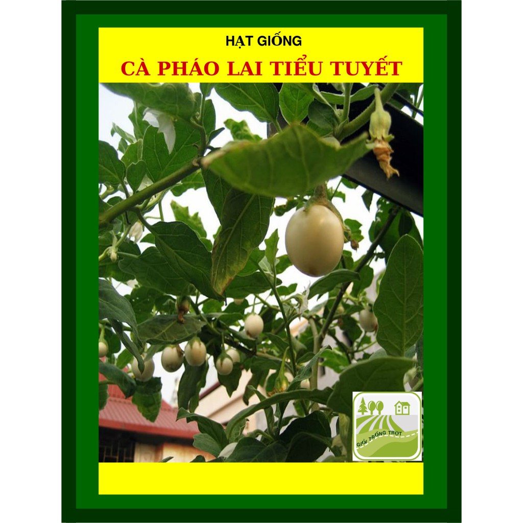1G - Hạt Giống Cà Pháo Lai Tiểu Tuyết