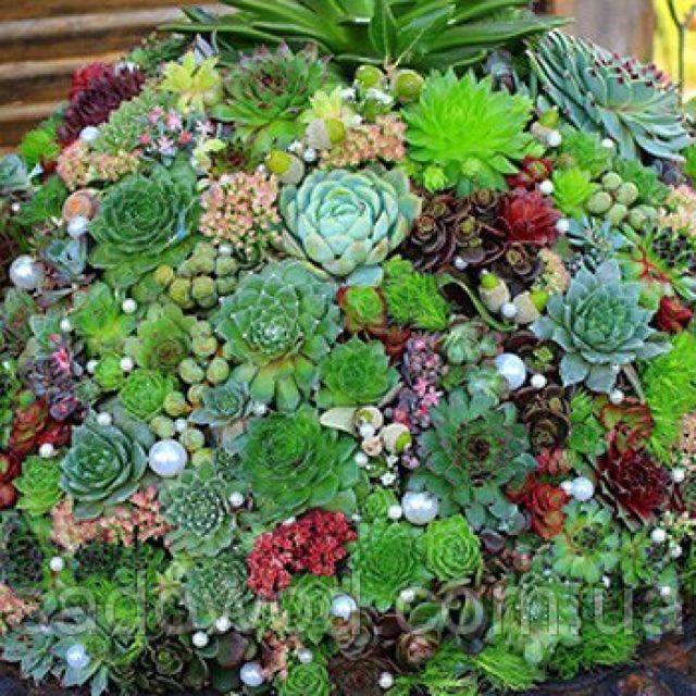 HẠT GIỐNG SEN ĐÁ MIX