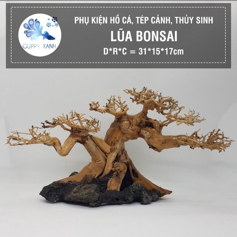 lũa bonsai thân hải sa quỳ đã qua xử lý