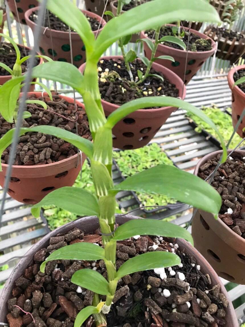 Hoa phong lan phi điệp - 6 mắt thái bình( cây cao 15cm )