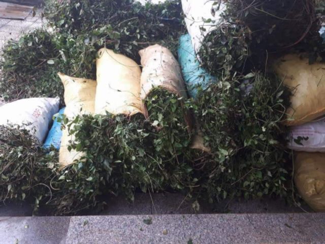 Cao chè vằng Quảng Trị 1kg