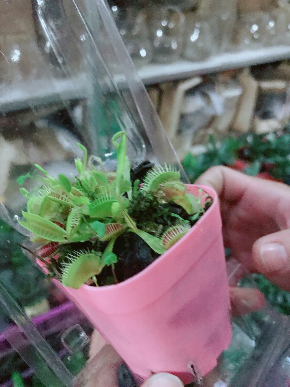 Cây Bẫy Kẹp