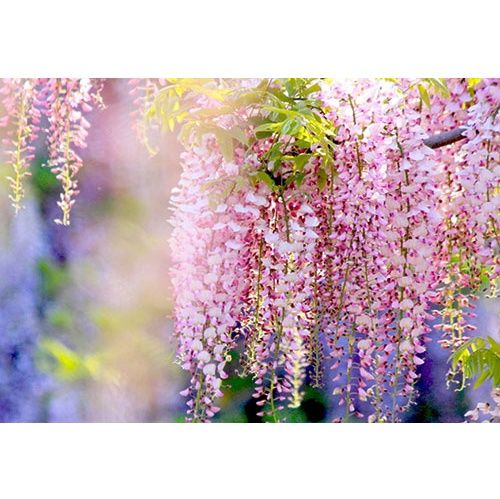 #Hạt giống tử đằng thân gỗ