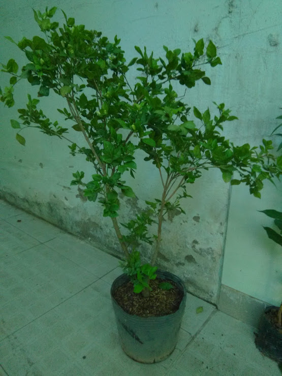 Cây Nguyệt quế