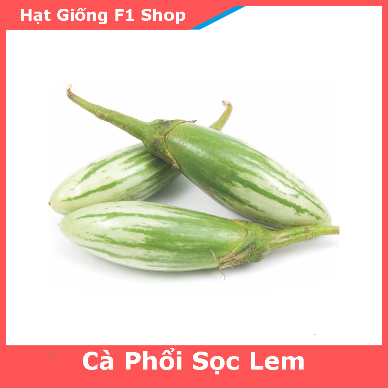 Hạt Giống Cà Phổi Sọc Lem Dễ Trồng (241.F1)