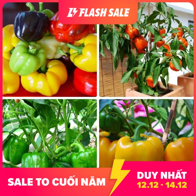 MJ93 Hạt Giống Ớt Ngọt Nhiều Màu 10 Hạt
