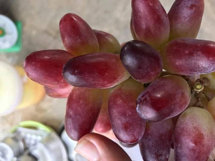 CÂY GIỐNG NHO LEO PHÁP