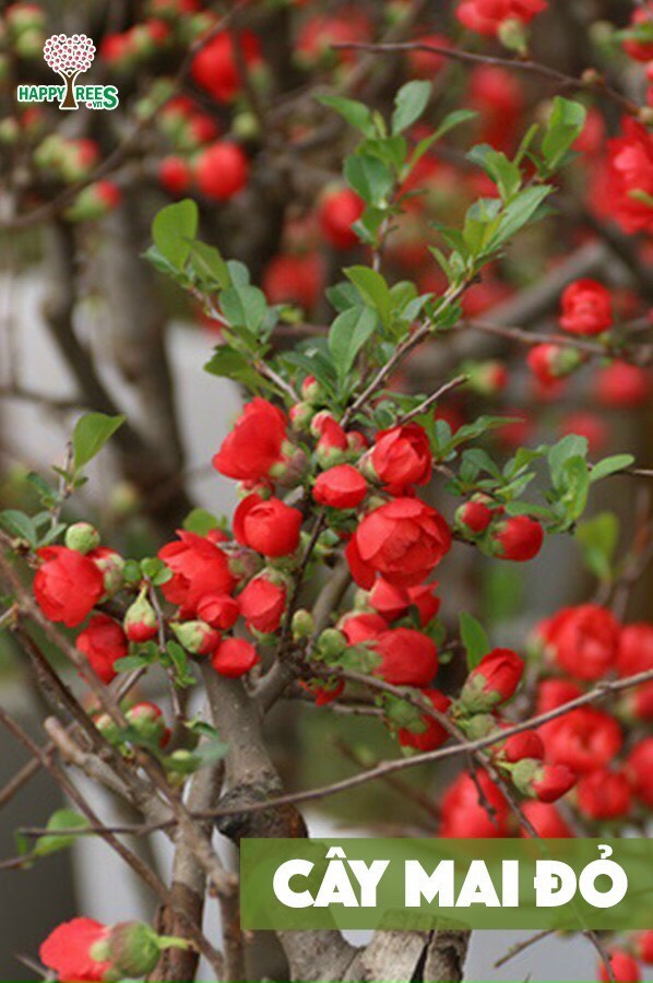 Cây giống mai đỏ Nhật cao 60 - 70cm (ảnh thật số 2)
