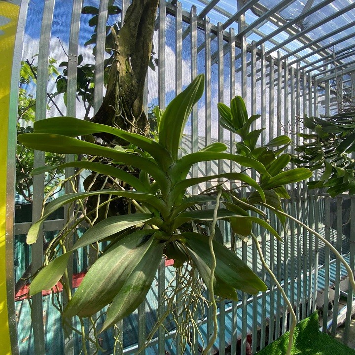 Hoa lan quế lan hương( cây to)