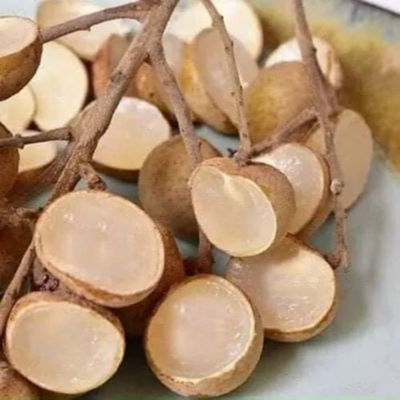 Cây giống nhãn không hạt Thái Lan