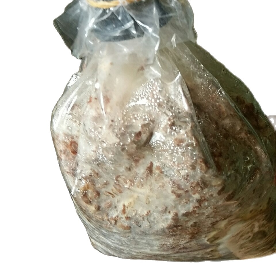 Meo giống nấm rơm [cơ chấc bằng thóc]