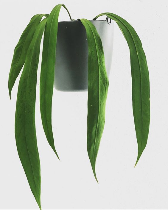 Cây Anthurium Vittarifolium - Cây khỏe, dễ chăm