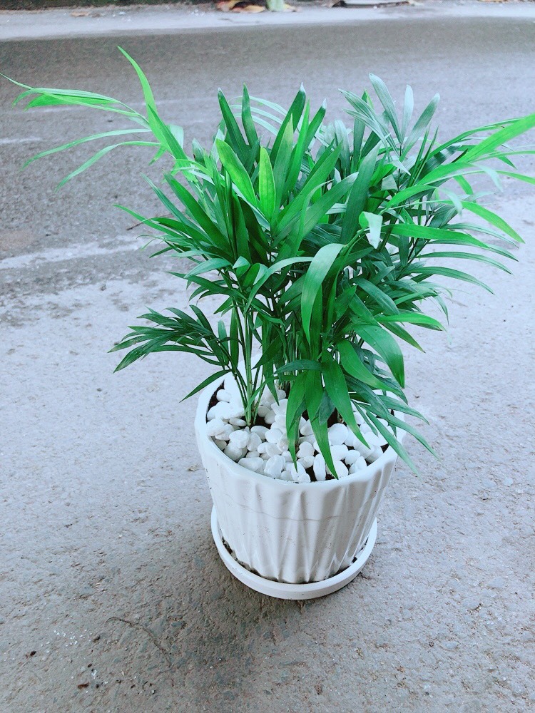 Cau Tiểu Trâm