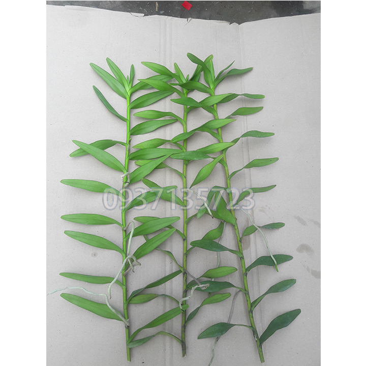 [HCM]COMBO 5 CÂY LAN PHƯỢNG VĨ ĐỎ - CÂY CON