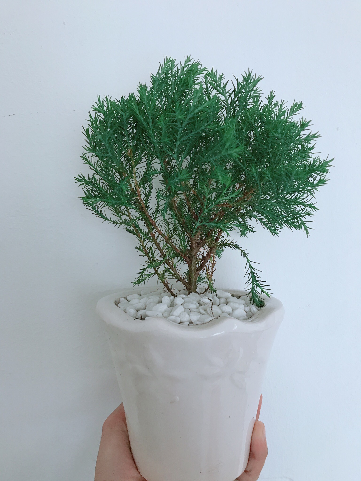 Cây Tùng Bồng Lai + Chậu