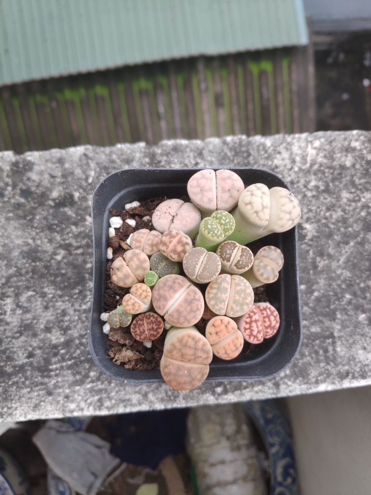 Chậu cây sen đá mông , lithops , thạch lan 1 năm tuổi