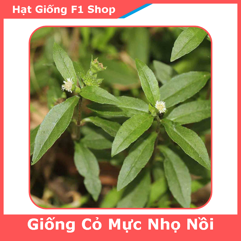Hạt Giống Cây Cỏ Mực Nhọ Nồi Thảo Dược (50H) (260.F1)