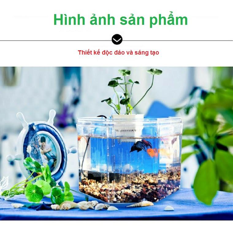 Bể nuôi cá chọi betta 4 ngăn trong suốt