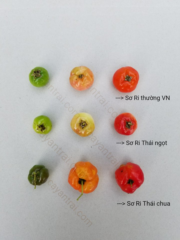 Cây giống Sơ Ri Thái Ngọt