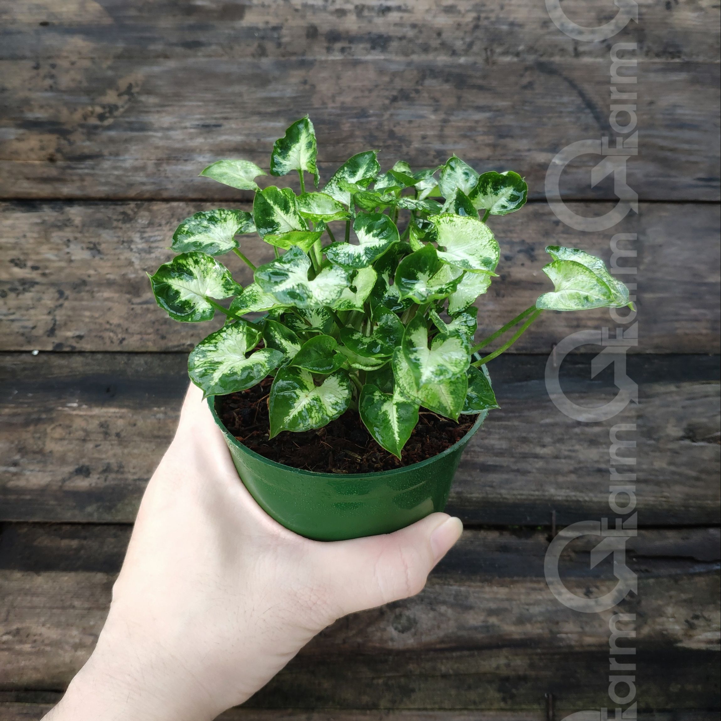 Cây môn lá tim mini (Syngonium mini pixie)